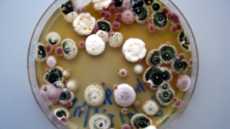 Mikrobielle Ökologie, Petrischale